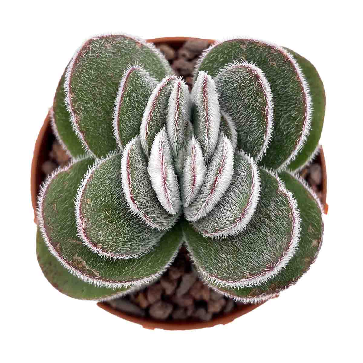 https://bo.cactijardins.com/FileUploads/produtos/as-nossas-plantas/crassula/cactijardins_crassula_tomentosa_var_vredendal_ref3721.jpg