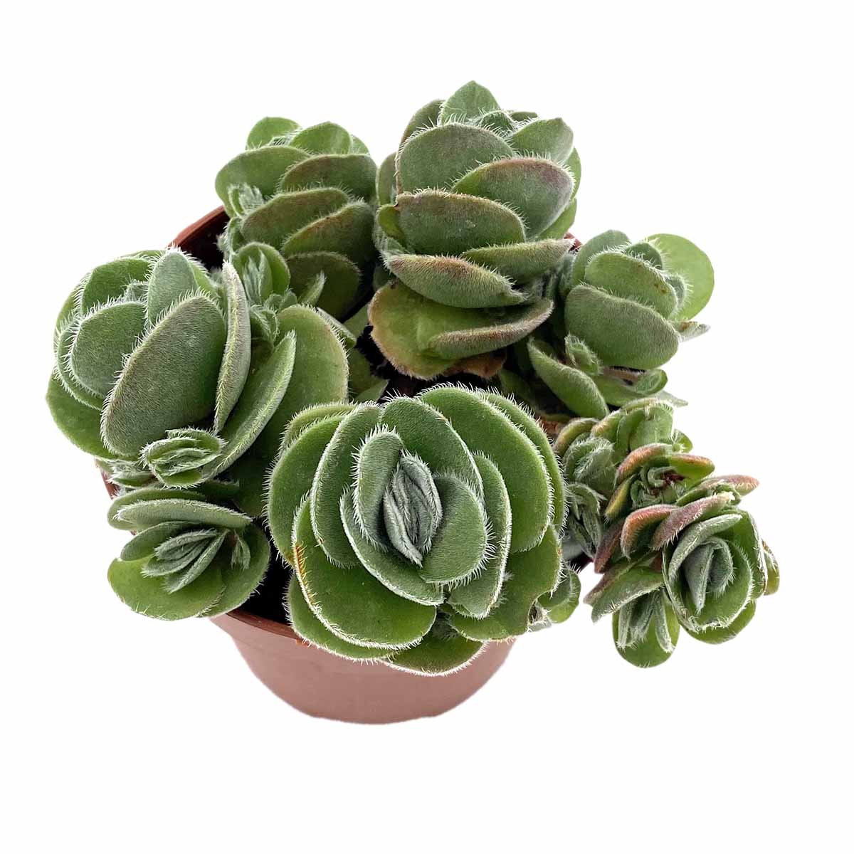 https://bo.cactijardins.com/FileUploads/produtos/as-nossas-plantas/crassula/cactijardins_crassula_tomentosa_var_vredendal_ref3721_nlq3ydij.jpg