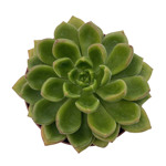 https://bo.cactijardins.com/FileUploads/produtos/as-nossas-plantas/cremneria/cactijardins_cremneria_chubbs_ref1744_thumb.jpg