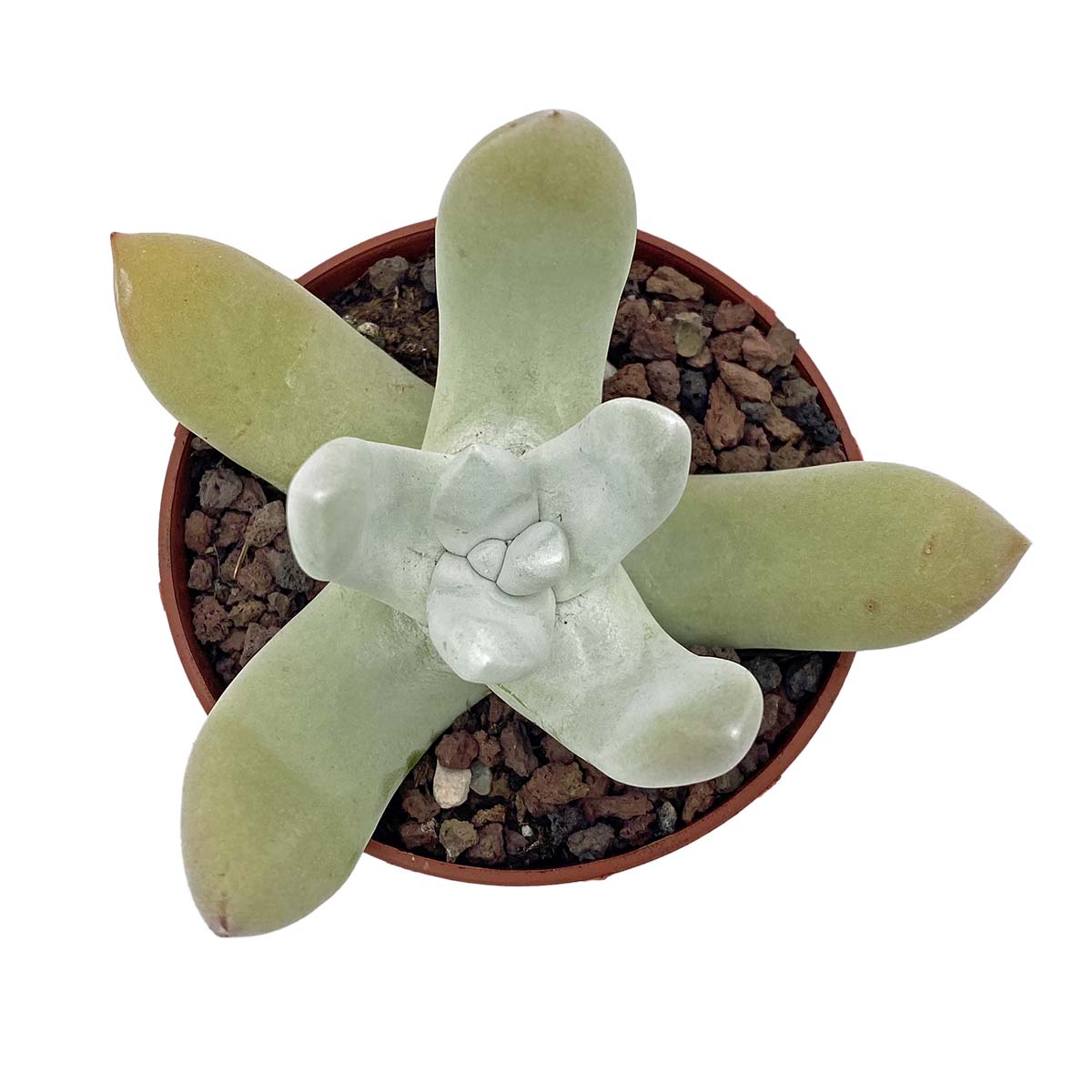 https://bo.cactijardins.com/FileUploads/produtos/as-nossas-plantas/dudleya/cactijardins_dudleya_pachyphytum_ref2545.jpg