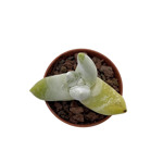 https://bo.cactijardins.com/FileUploads/produtos/as-nossas-plantas/dudleya/cactijardins_dudleya_pachyphytum_ref3030_thumb.jpg