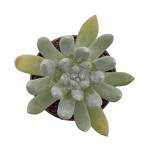 https://bo.cactijardins.com/FileUploads/produtos/as-nossas-plantas/dudleya/cactijardins_dudleya_pachyphytum_ref3214_thumb.jpg