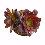 https://bo.cactijardins.com/FileUploads/produtos/as-nossas-plantas/echeveria/cactijardins_aeonium_velour_ref3609_thumb.jpg