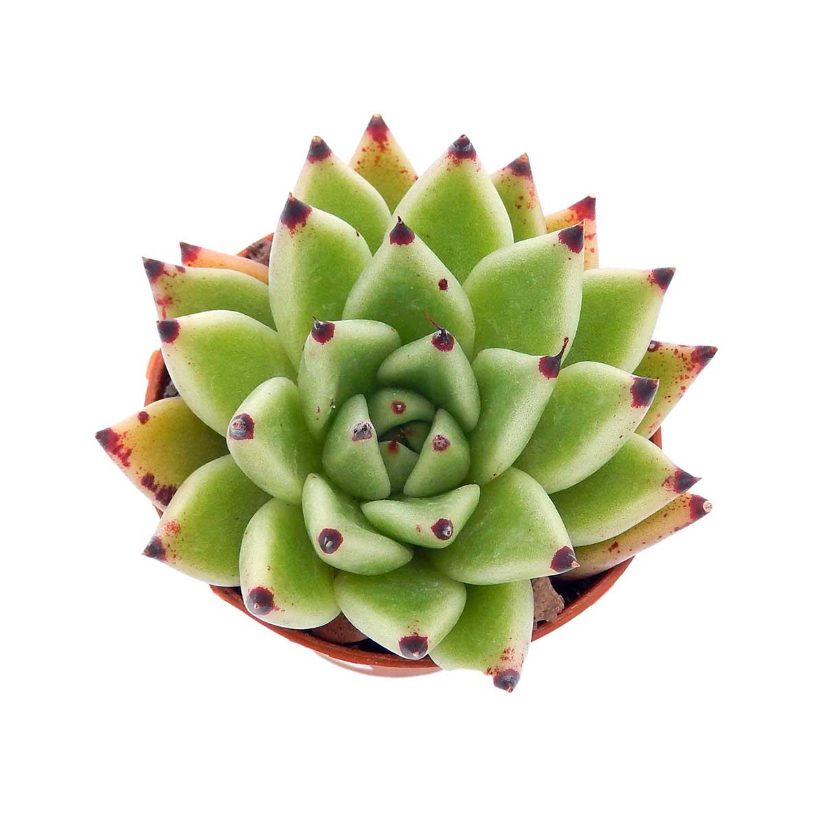https://bo.cactijardins.com/FileUploads/produtos/as-nossas-plantas/echeveria/cactijardins_echeveria_agavoides_corderoyi_ref4042.jpg