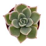 https://bo.cactijardins.com/FileUploads/produtos/as-nossas-plantas/echeveria/cactijardins_echeveria_agavoides_mira_ref2702_thumb.jpg