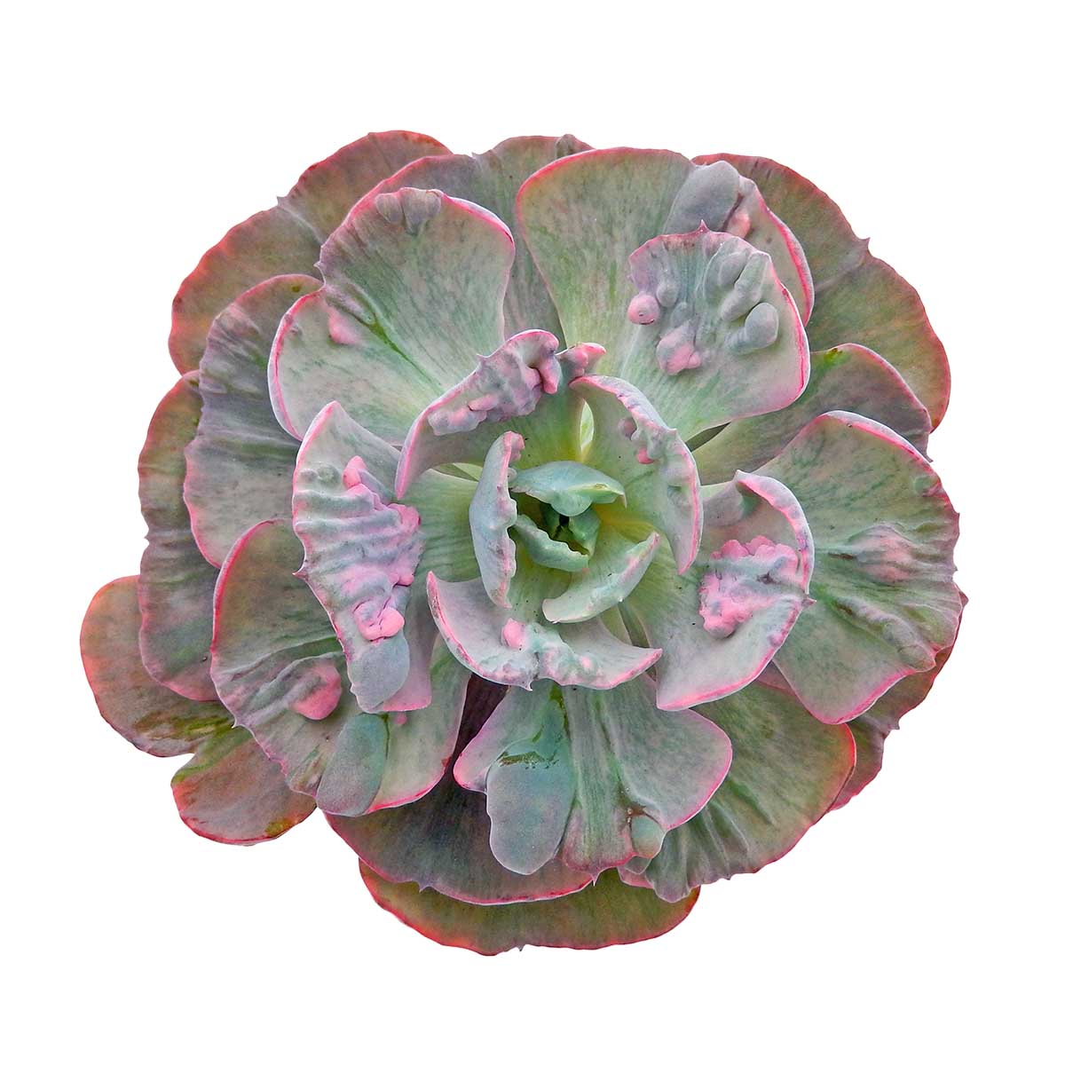 https://bo.cactijardins.com/FileUploads/produtos/as-nossas-plantas/echeveria/cactijardins_echeveria_beyonce_variegata_ref4194.jpg