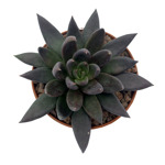 https://bo.cactijardins.com/FileUploads/produtos/as-nossas-plantas/echeveria/cactijardins_echeveria_black_knight_ref1711_thumb.jpg