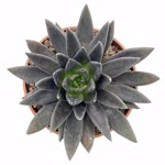 https://bo.cactijardins.com/FileUploads/produtos/as-nossas-plantas/echeveria/cactijardins_echeveria_black_knight_ref2251_thumb.jpg