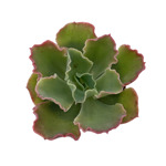 https://bo.cactijardins.com/FileUploads/produtos/as-nossas-plantas/echeveria/cactijardins_echeveria_blue_curls_ref2152_thumb.jpg