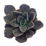 https://bo.cactijardins.com/FileUploads/produtos/as-nossas-plantas/echeveria/cactijardins_echeveria_blue_prince_ref1317_thumb.jpg