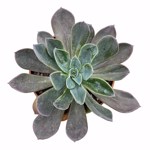https://bo.cactijardins.com/FileUploads/produtos/as-nossas-plantas/echeveria/cactijardins_echeveria_blue_prince_ref1957_thumb.jpg