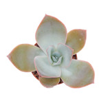 https://bo.cactijardins.com/FileUploads/produtos/as-nossas-plantas/echeveria/cactijardins_echeveria_cante_ref879_3_thumb.jpg