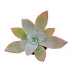 https://bo.cactijardins.com/FileUploads/produtos/as-nossas-plantas/echeveria/cactijardins_echeveria_cante_ref879_thumb.jpg