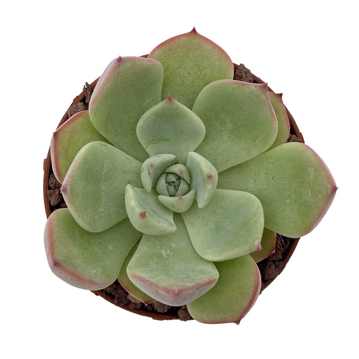 https://bo.cactijardins.com/FileUploads/produtos/as-nossas-plantas/echeveria/cactijardins_echeveria_chihuahuensis_ref1227.jpg