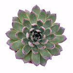 https://bo.cactijardins.com/FileUploads/produtos/as-nossas-plantas/echeveria/cactijardins_echeveria_christmas_ref2792_thumb.jpg