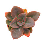 https://bo.cactijardins.com/FileUploads/produtos/as-nossas-plantas/echeveria/cactijardins_echeveria_chroma_ref2451_thumb.jpg