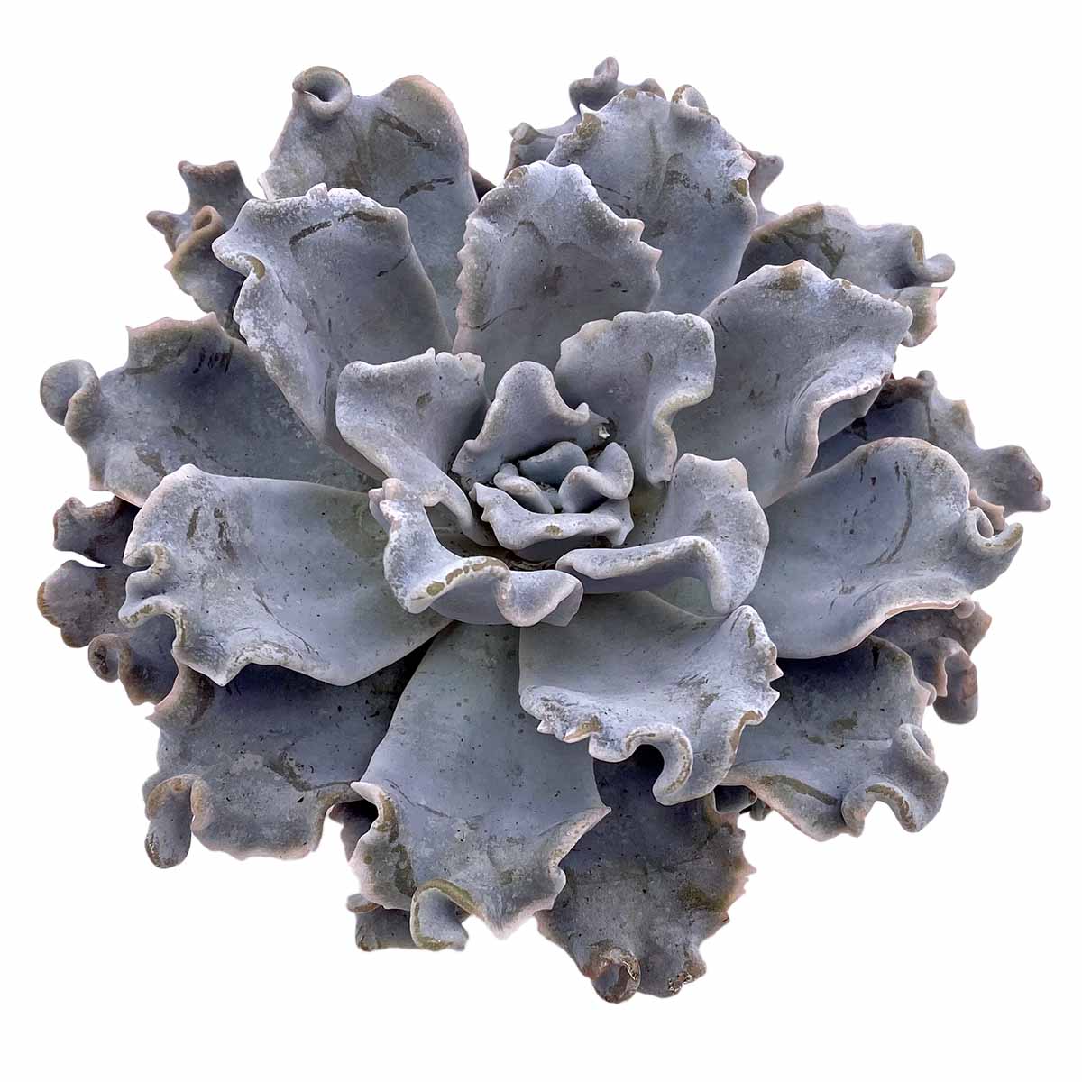 https://bo.cactijardins.com/FileUploads/produtos/as-nossas-plantas/echeveria/cactijardins_echeveria_crispate_beauty_ref3295_1kx53y2n.jpg