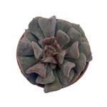 https://bo.cactijardins.com/FileUploads/produtos/as-nossas-plantas/echeveria/cactijardins_echeveria_cubic_frost_ref_thumb.jpg