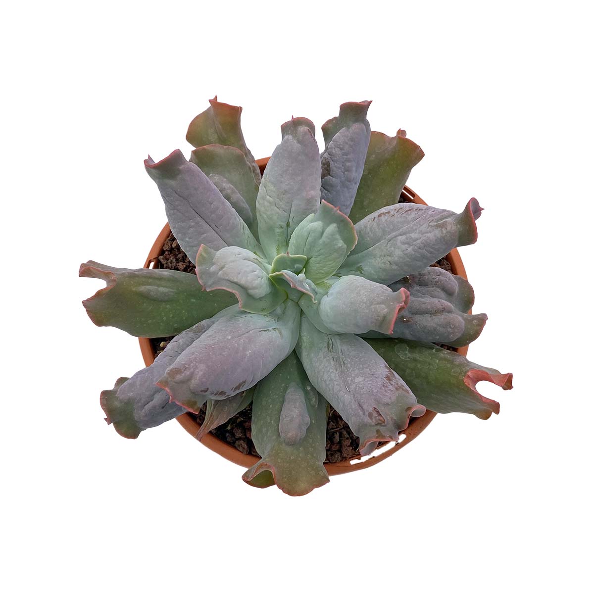 https://bo.cactijardins.com/FileUploads/produtos/as-nossas-plantas/echeveria/cactijardins_echeveria_culibra_ref712.jpg