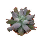 https://bo.cactijardins.com/FileUploads/produtos/as-nossas-plantas/echeveria/cactijardins_echeveria_culibra_ref712_thumb.jpg