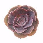 https://bo.cactijardins.com/FileUploads/produtos/as-nossas-plantas/echeveria/cactijardins_echeveria_dusty_rose_ref1000_thumb.jpg