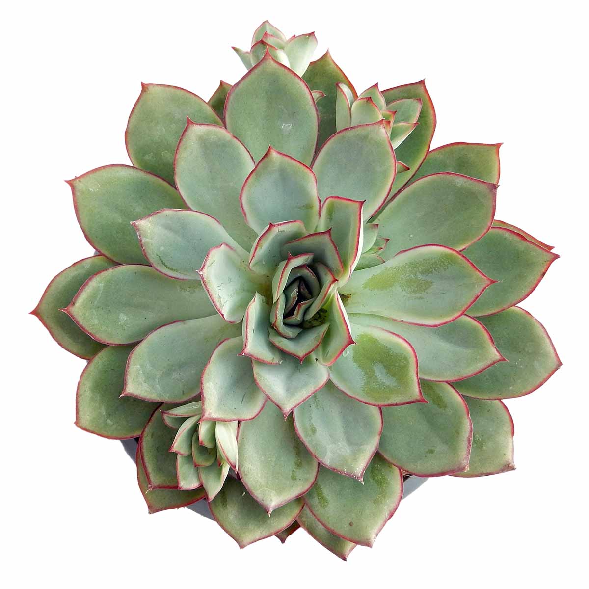 https://bo.cactijardins.com/FileUploads/produtos/as-nossas-plantas/echeveria/cactijardins_echeveria_esther_ref4314.jpg