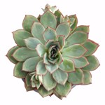 https://bo.cactijardins.com/FileUploads/produtos/as-nossas-plantas/echeveria/cactijardins_echeveria_esther_ref4314_thumb.jpg