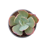 https://bo.cactijardins.com/FileUploads/produtos/as-nossas-plantas/echeveria/cactijardins_echeveria_gigantea_ref3102_thumb.jpg