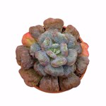 Echeveria 