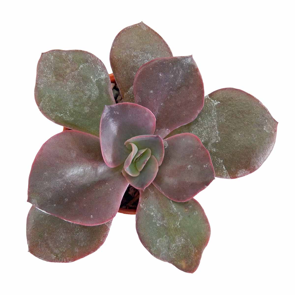 https://bo.cactijardins.com/FileUploads/produtos/as-nossas-plantas/echeveria/cactijardins_echeveria_hortensia_ref4300.jpg