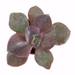 https://bo.cactijardins.com/FileUploads/produtos/as-nossas-plantas/echeveria/cactijardins_echeveria_hortensia_ref4300_thumb.jpg