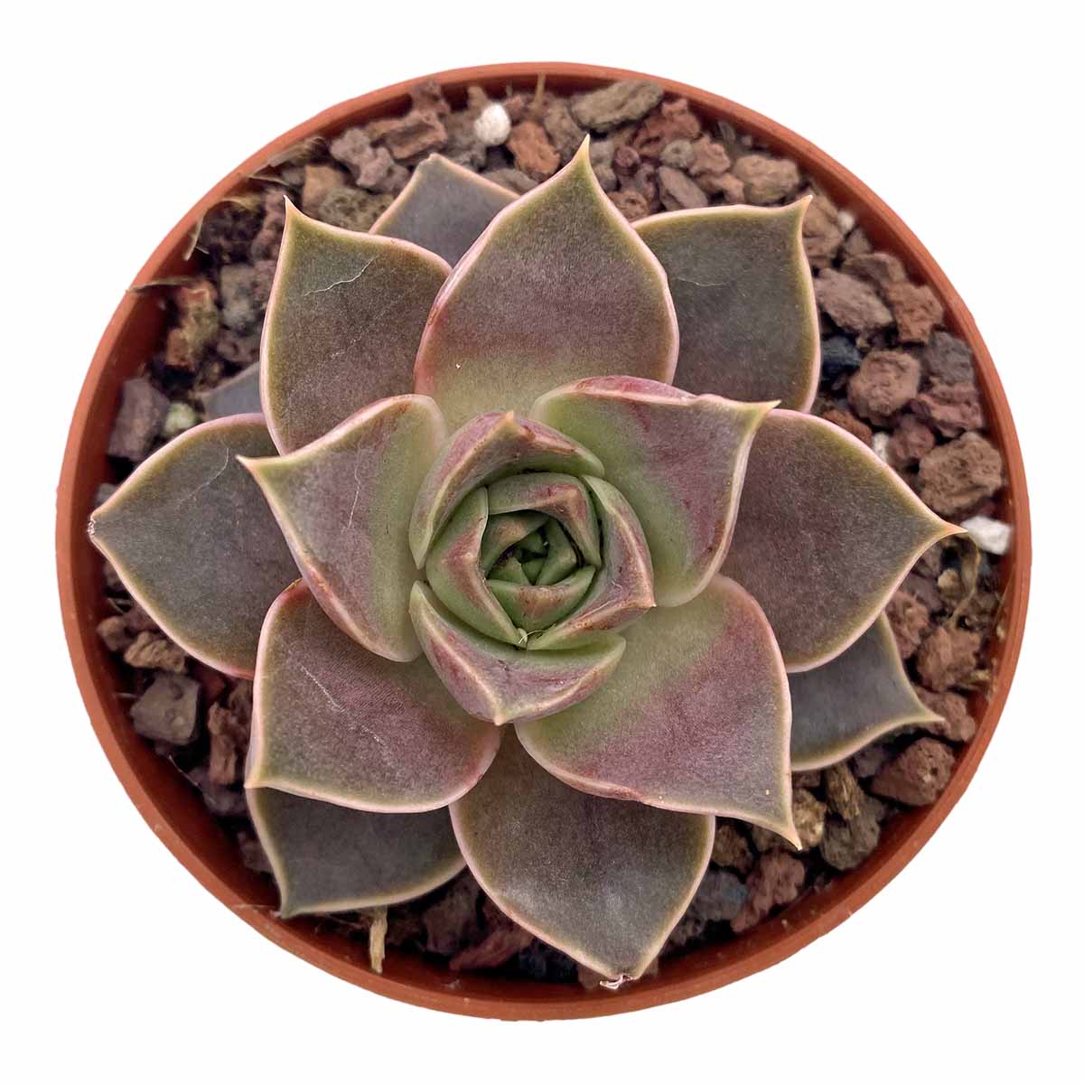 https://bo.cactijardins.com/FileUploads/produtos/as-nossas-plantas/echeveria/cactijardins_echeveria_impi_ref3633.jpg