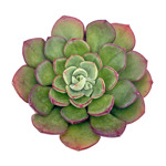 https://bo.cactijardins.com/FileUploads/produtos/as-nossas-plantas/echeveria/cactijardins_echeveria_joan_daniel_2_thumb.jpg