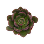 https://bo.cactijardins.com/FileUploads/produtos/as-nossas-plantas/echeveria/cactijardins_echeveria_joan_daniel_ref907_thumb.jpg