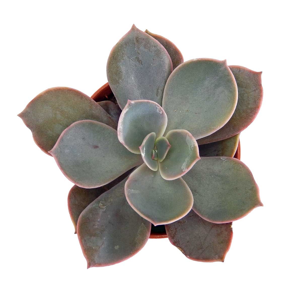 https://bo.cactijardins.com/FileUploads/produtos/as-nossas-plantas/echeveria/cactijardins_echeveria_linn_ref4304.jpg