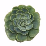 https://bo.cactijardins.com/FileUploads/produtos/as-nossas-plantas/echeveria/cactijardins_echeveria_loves_light_ref2504_thumb.jpg