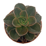 https://bo.cactijardins.com/FileUploads/produtos/as-nossas-plantas/echeveria/cactijardins_echeveria_melaco_2_thumb.jpg