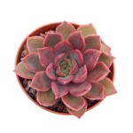 https://bo.cactijardins.com/FileUploads/produtos/as-nossas-plantas/echeveria/cactijardins_echeveria_mina_ref788_thumb.jpg