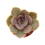 https://bo.cactijardins.com/FileUploads/produtos/as-nossas-plantas/echeveria/cactijardins_echeveria_mina_ref905_thumb.jpg