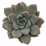 https://bo.cactijardins.com/FileUploads/produtos/as-nossas-plantas/echeveria/cactijardins_echeveria_morado_ref3710_thumb.jpg