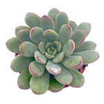 https://bo.cactijardins.com/FileUploads/produtos/as-nossas-plantas/echeveria/cactijardins_echeveria_morning_dew_ref1312_thumb.jpg