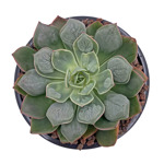https://bo.cactijardins.com/FileUploads/produtos/as-nossas-plantas/echeveria/cactijardins_echeveria_parva_x_raindrops_ref1953_thumb.jpg