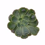 https://bo.cactijardins.com/FileUploads/produtos/as-nossas-plantas/echeveria/cactijardins_echeveria_paul_bunyan_ref1941_thumb.jpg