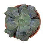 https://bo.cactijardins.com/FileUploads/produtos/as-nossas-plantas/echeveria/cactijardins_echeveria_paul_bunyan_ref1943_thumb.jpg