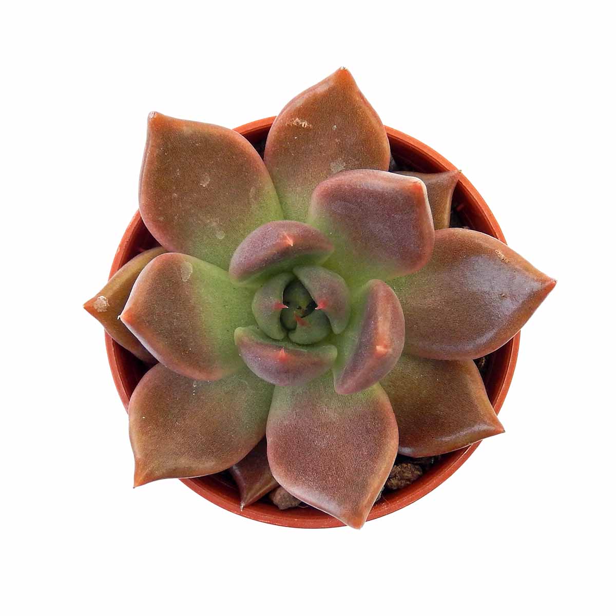 https://bo.cactijardins.com/FileUploads/produtos/as-nossas-plantas/echeveria/cactijardins_echeveria_penelope_ref3832.jpg