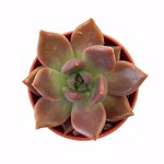 https://bo.cactijardins.com/FileUploads/produtos/as-nossas-plantas/echeveria/cactijardins_echeveria_penelope_ref3832_thumb.jpg