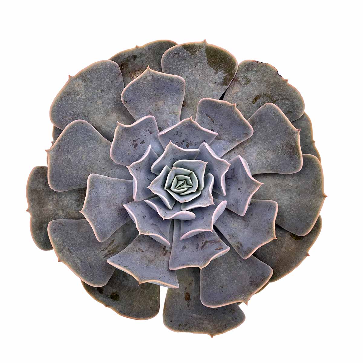 https://bo.cactijardins.com/FileUploads/produtos/as-nossas-plantas/echeveria/cactijardins_echeveria_pollux_ref2442.jpg