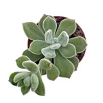 https://bo.cactijardins.com/FileUploads/produtos/as-nossas-plantas/echeveria/cactijardins_echeveria_pulvinata_frosty_ref1054_thumb.jpg