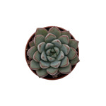 Echeveria purpusorum turgida