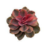 https://bo.cactijardins.com/FileUploads/produtos/as-nossas-plantas/echeveria/cactijardins_echeveria_rainbow_ref1269_3_thumb.jpg